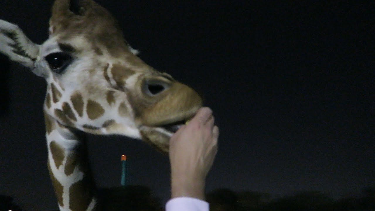 Специальное сафари ко Дню святого Валентина в парке развлечений Busch Gardens в Тампе с фактами о...