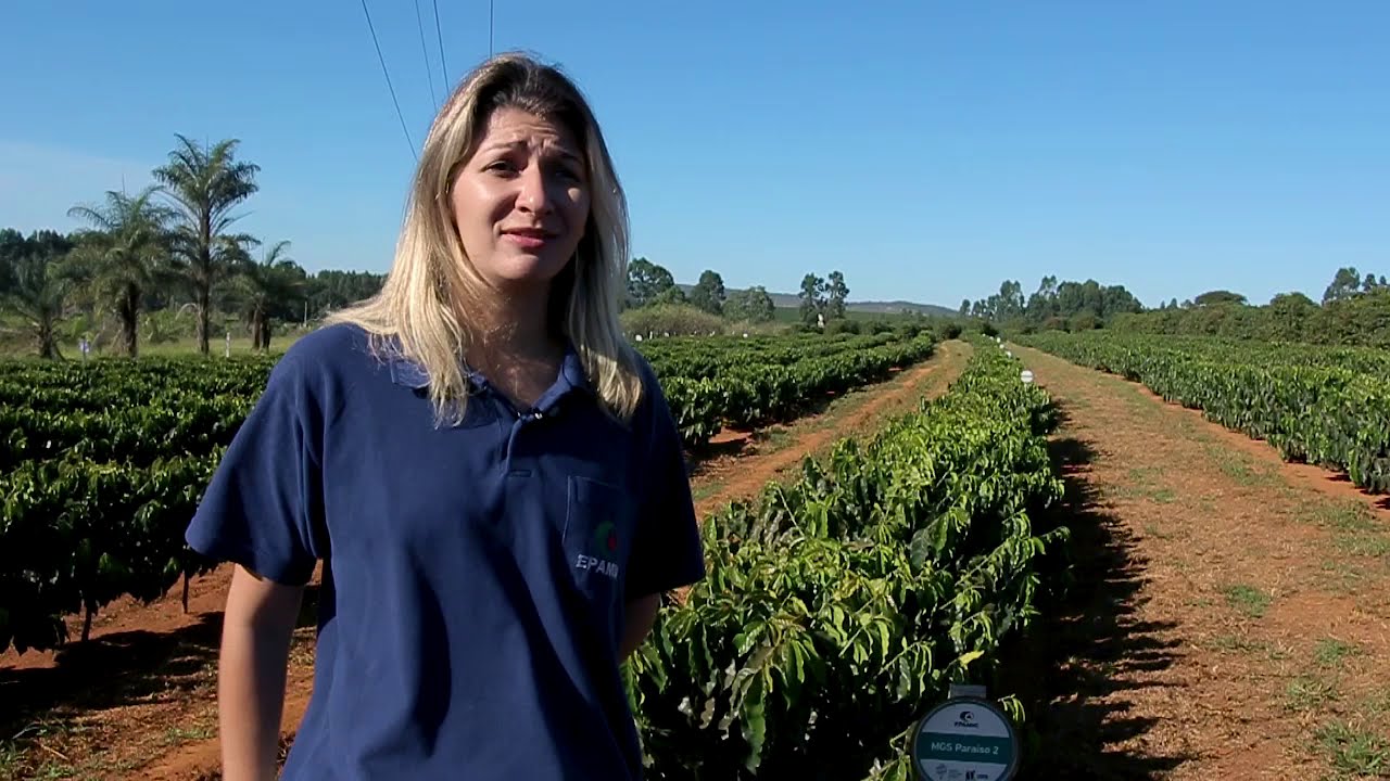 Café do Cerrado Mineiro - Chegada e Pesquisa