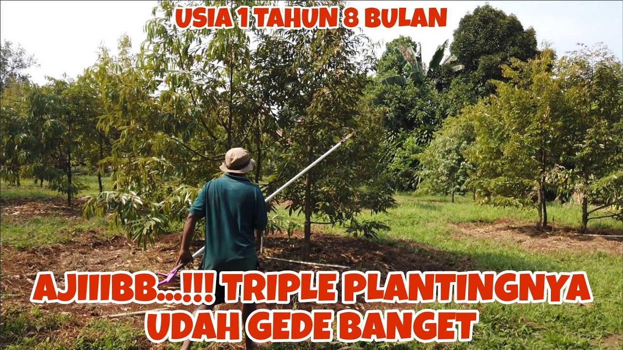 PRUNING TRIPLE PLANTING POHON DURIAN UNGGULAN