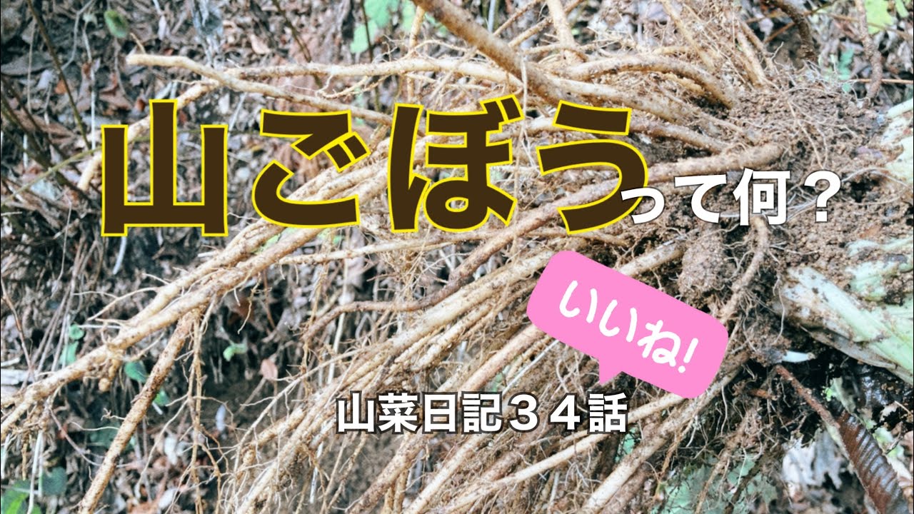 【山ごぼう】って何？山菜日記34話