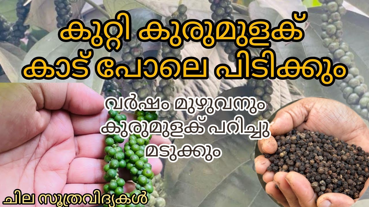 കുറ്റി കുരുമുളക് കാട് പോലെ പിടിക്കാനുള്ള സൂത്രങ്ങൾ | Kutti kurumulaku Krishi Malayalam |Bush Pepper