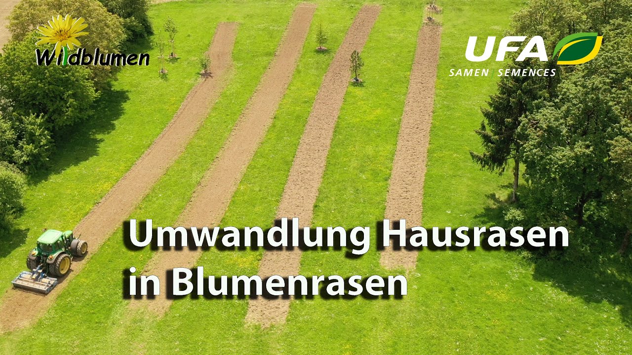 Umwandlung Rasen in Blumenrasen resp. Blumenwiese