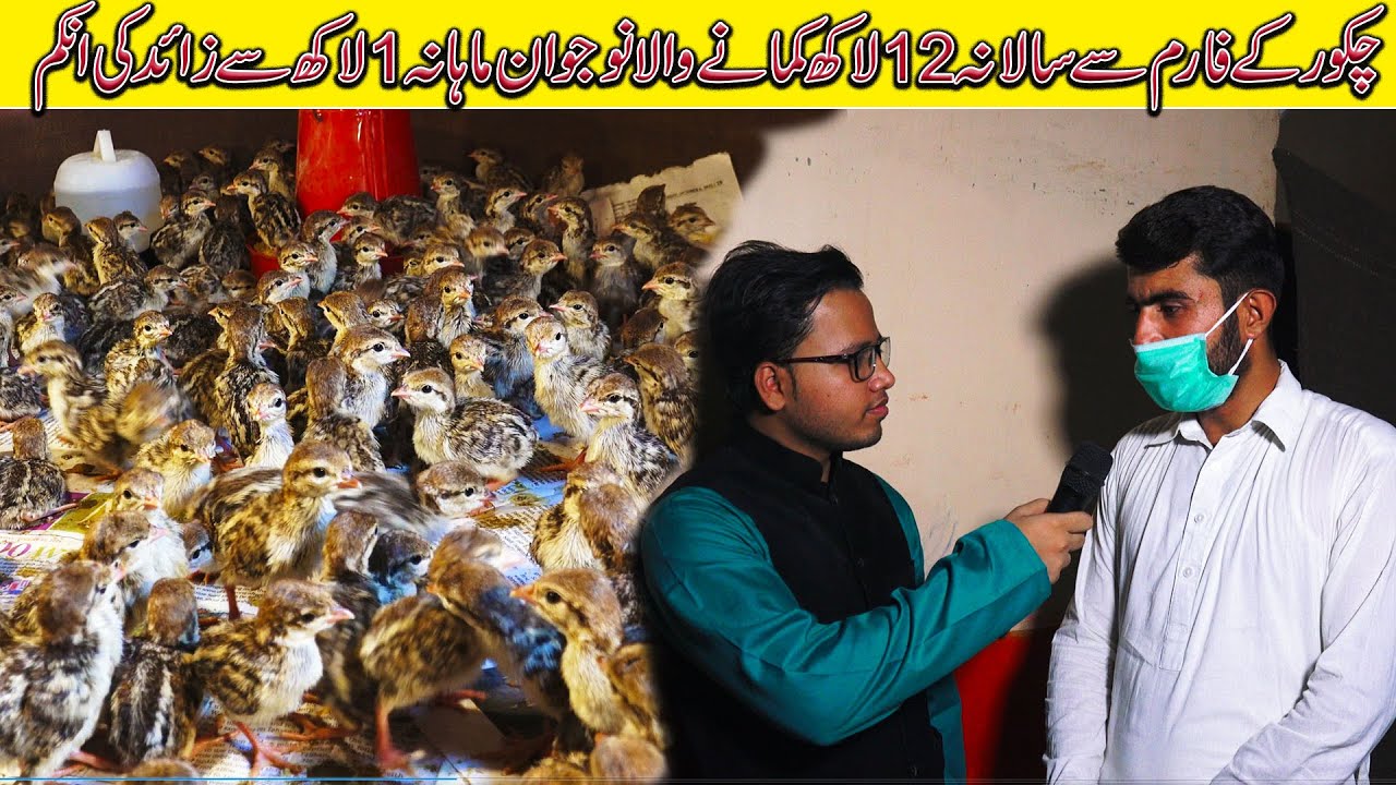 Chukar Partridge Setup National Bird Of Pakistan | Chukar Chicks Setup | Jamshed Asmi