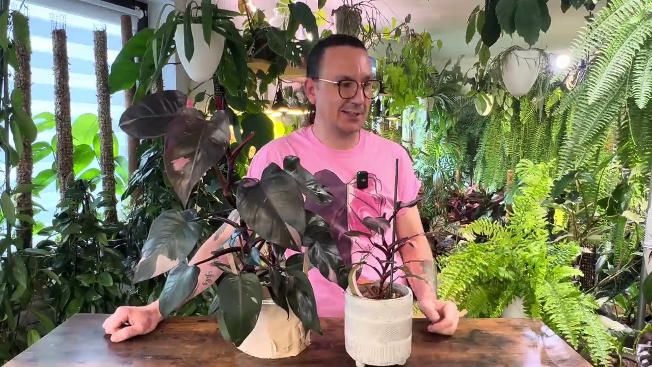 Moje PROBLEMY Z PHILODENDRON PINK PRINCES