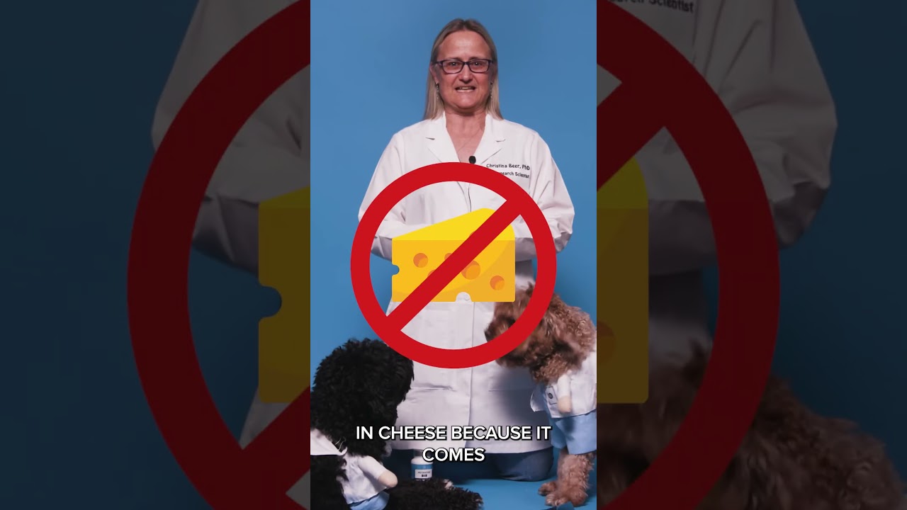 Petandim Dog Vitamin Supplement 101 questions by Dr  Christina Beer