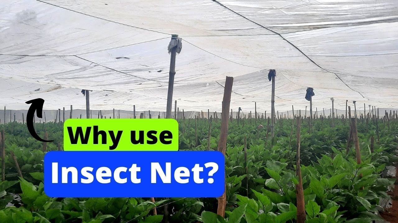 Зачем использовать сетку от насекомых?