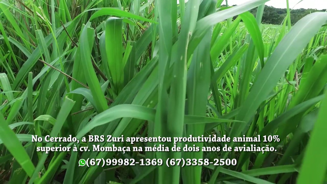SEMENTES BOI GORDO - BRS ZURI