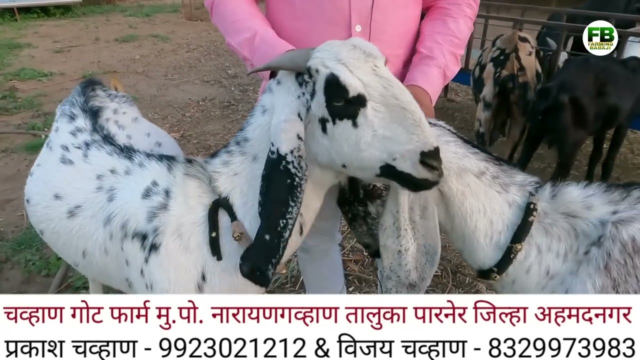 पहा तरुणाचा यशस्वी 140 शेळ्यांचा गोट फार्म | Sheli palan in maharashtra