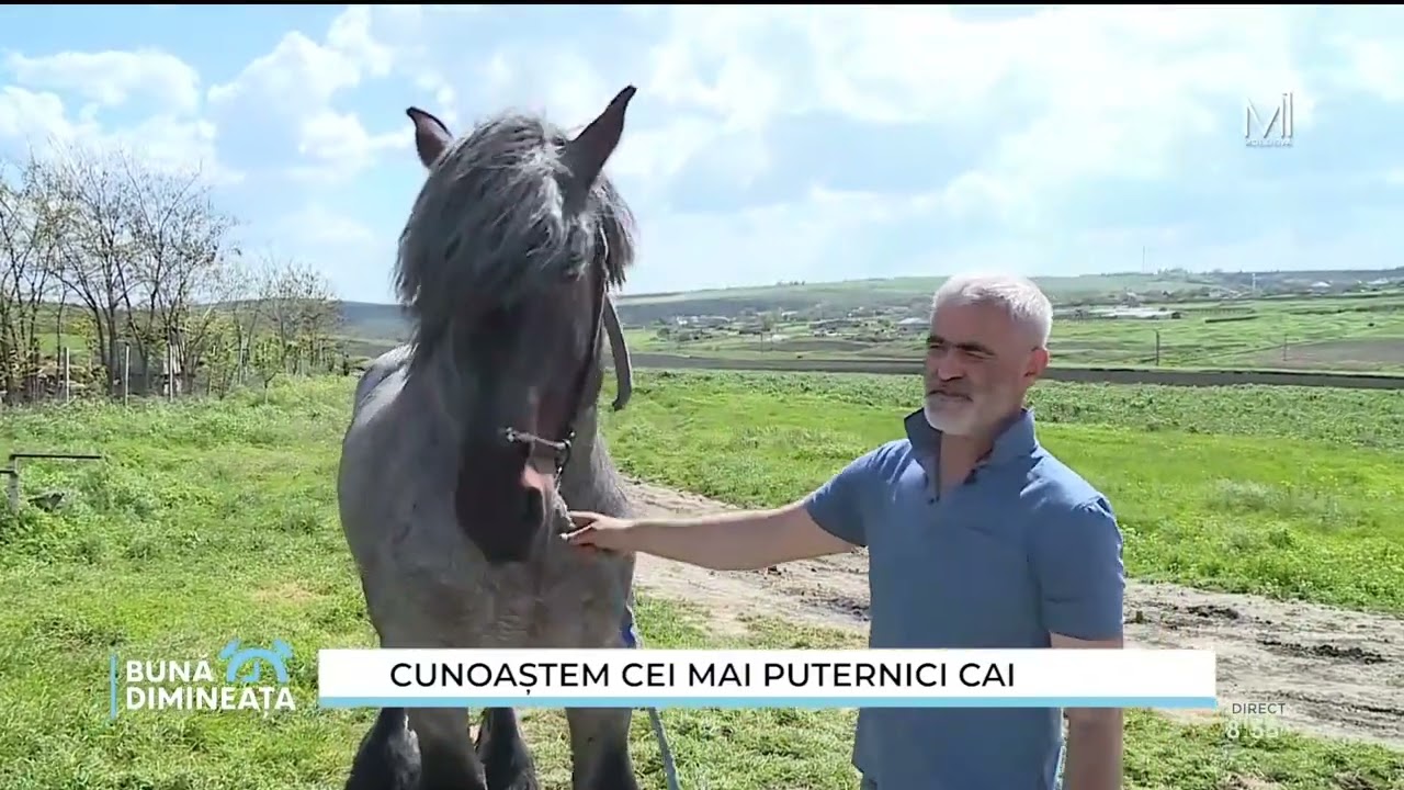 Cunoaștem cei mai puternici cai
