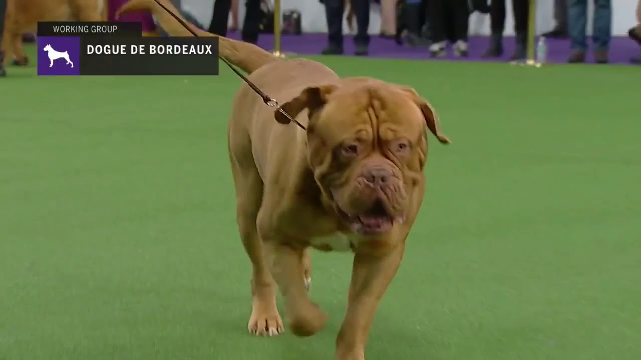 Dogues de Bordeaux | Breed Judging 2019