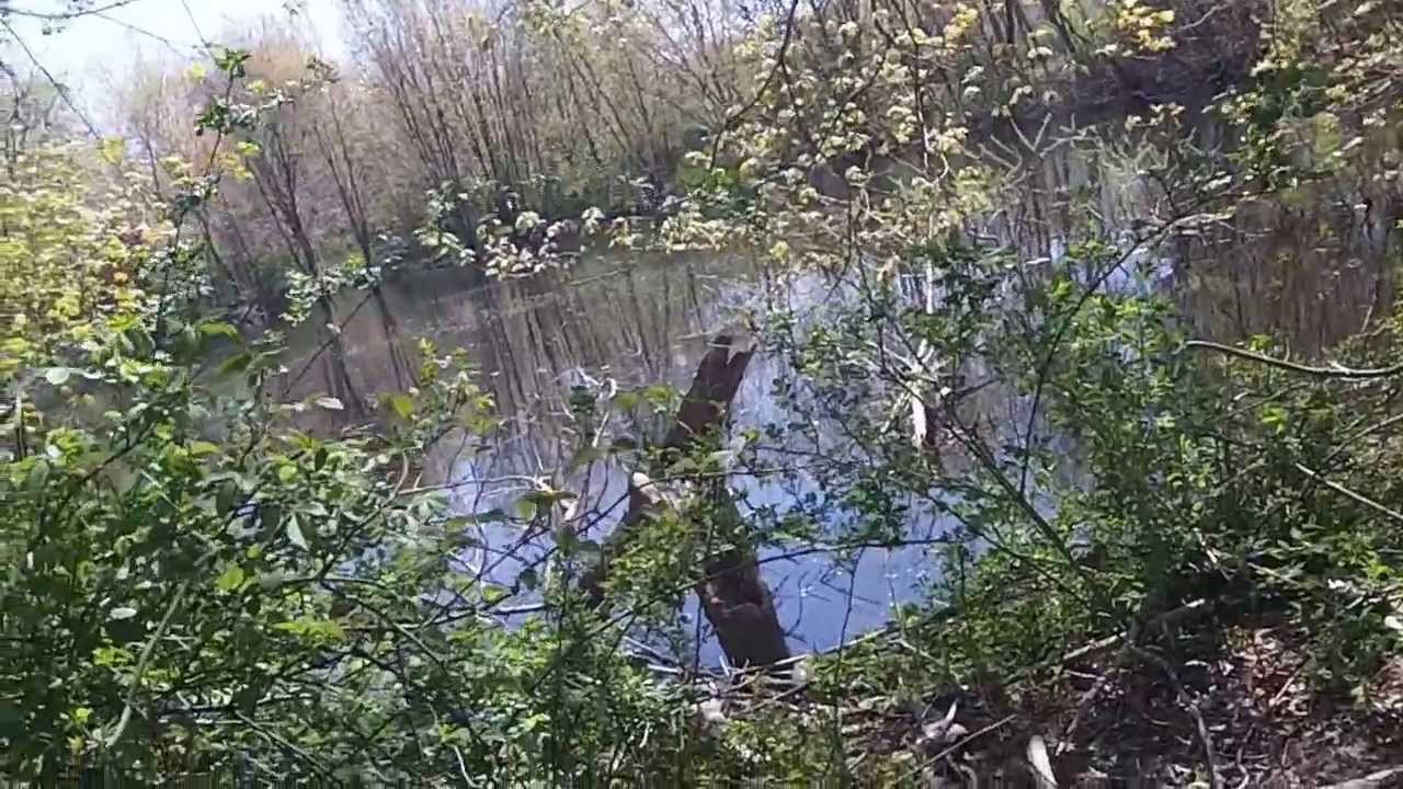 Metal Detecting - 1800's Swimming hole