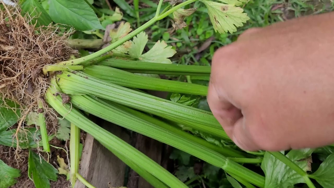 Cultivo Caseiro de Aipo (Salsão) - A Série: Colheita