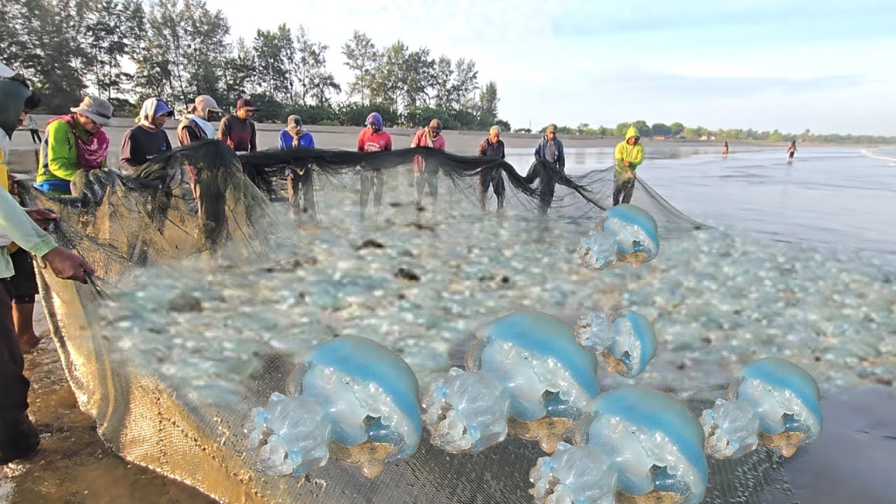 Beach Seine Net Fishing Technique — Amazing Many Jellyfish Trapped in Nets