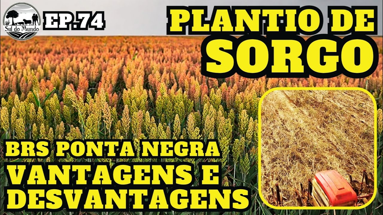 ✅ PLANTIO do SORGO BRS PONTA NEGRA