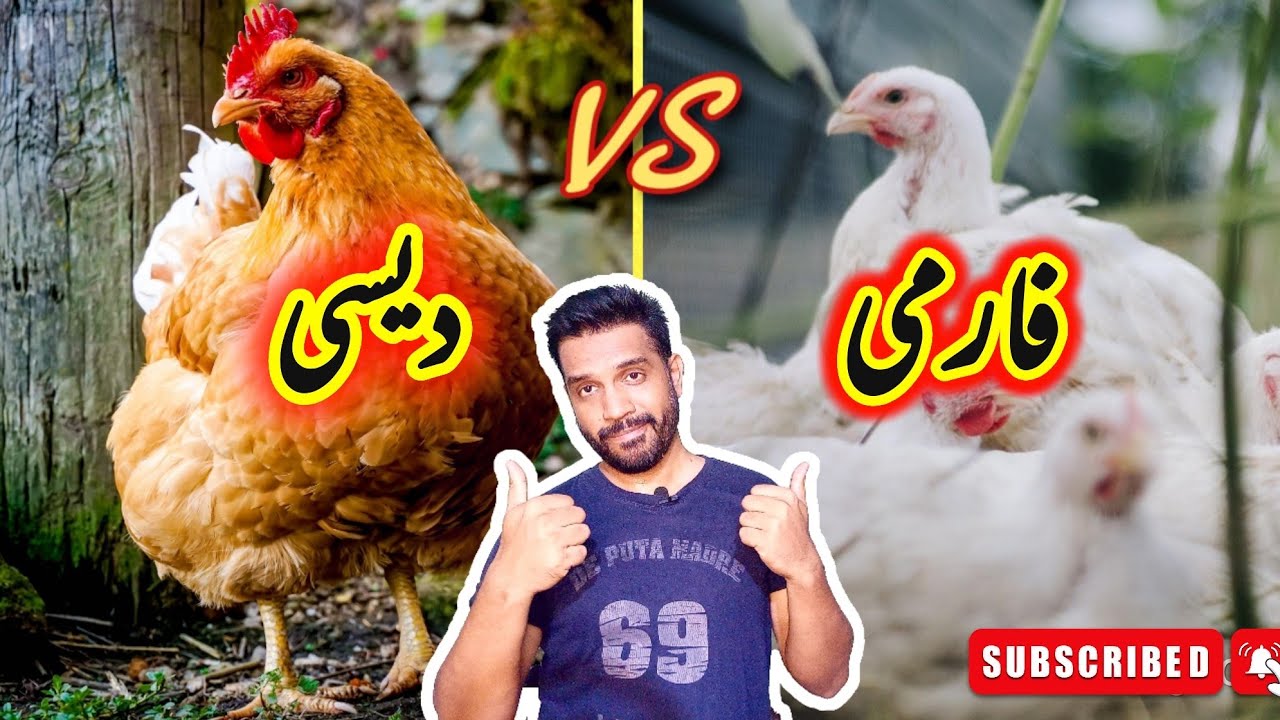 Desi or Farm wali murgi ka farq | desi Murghi vs Broiler Chicken