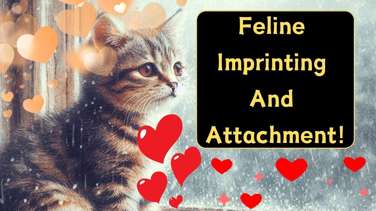 Why Do Cats Get So Attached To One Person?