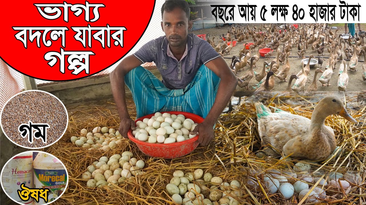 বেকারত্বের অন্ধকার ঘুচাতে পাড়ে হাঁসের খামার | হাঁসের খামার | Duck farming | Khamar Bangla 24.