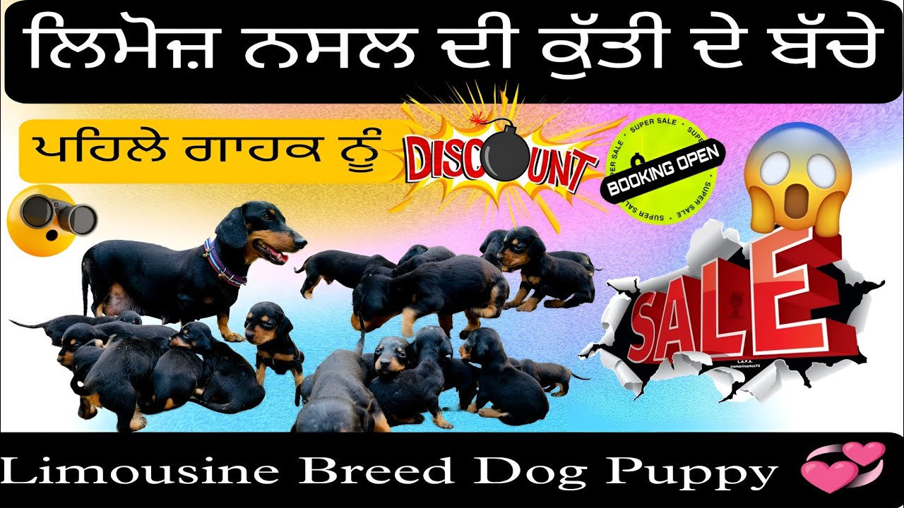 Limousine🦴 breed dog puppy😱|ਲਿਮੋਜ਼ ਨਸਲ ਦੀ ਕੁੱਤੀ ਦੇ ਬੱਚੇ |dog for💥 sale |Discount for first clients