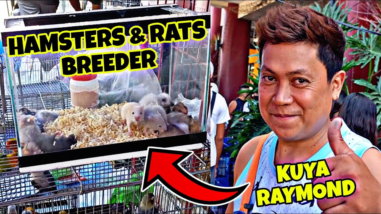 NAG-IISANG HAMSTER SELLER SA GROTTO PET MARKET!