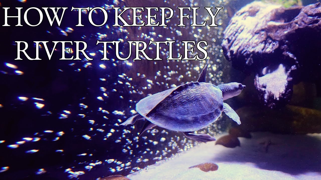 EVERYTHING you need to know about the FLY RIVER TURTLE