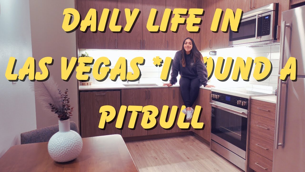 DAILY LIFE IN LAS VEGAS *i found a pitbull #fyp