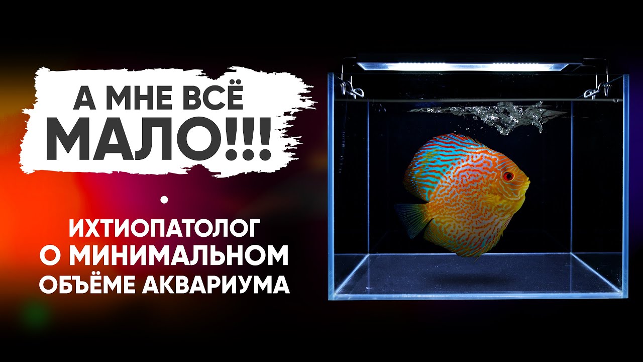 Ихтиопатолог о минимальном объёме аквариума. @Vladimir Kovalev