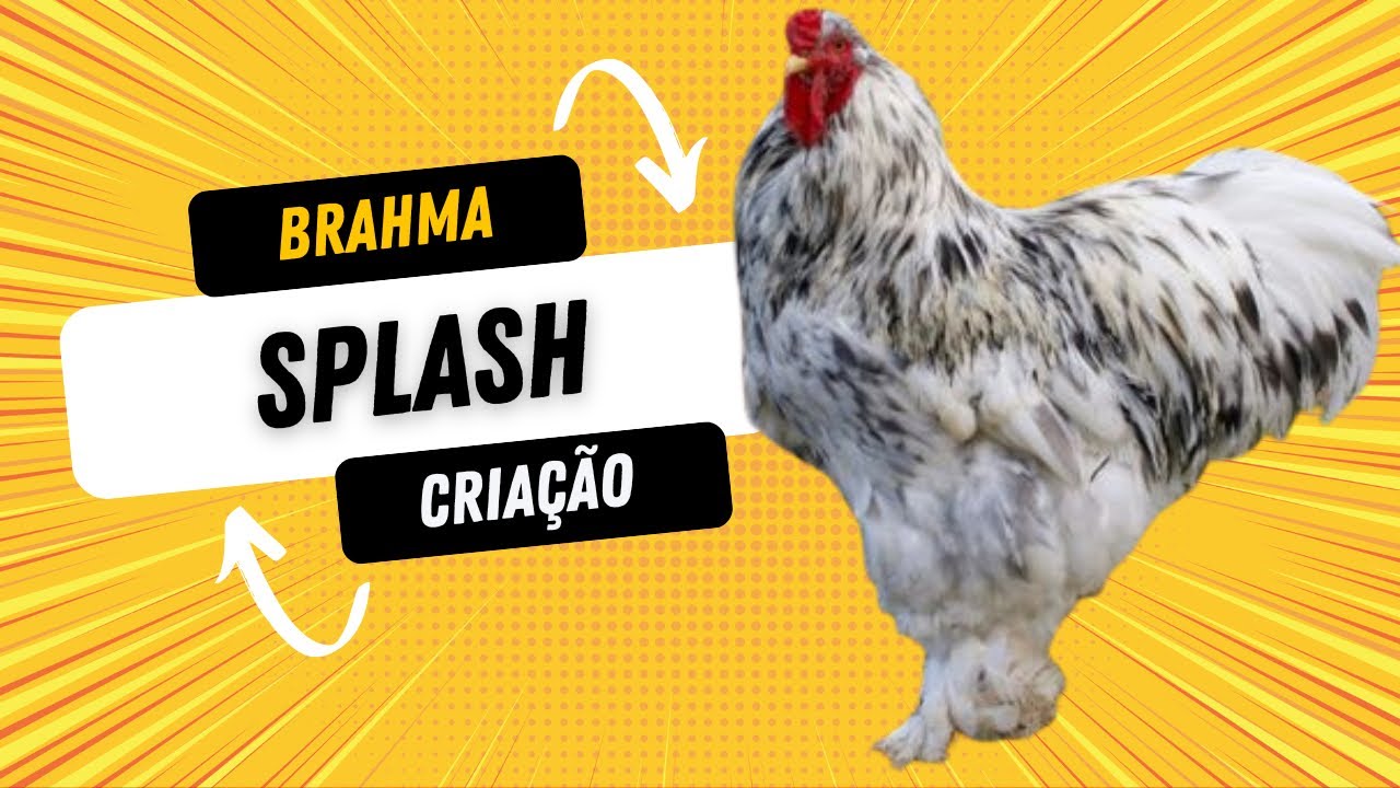 Brahma Splash: por que todo mundo ama essa gigante?