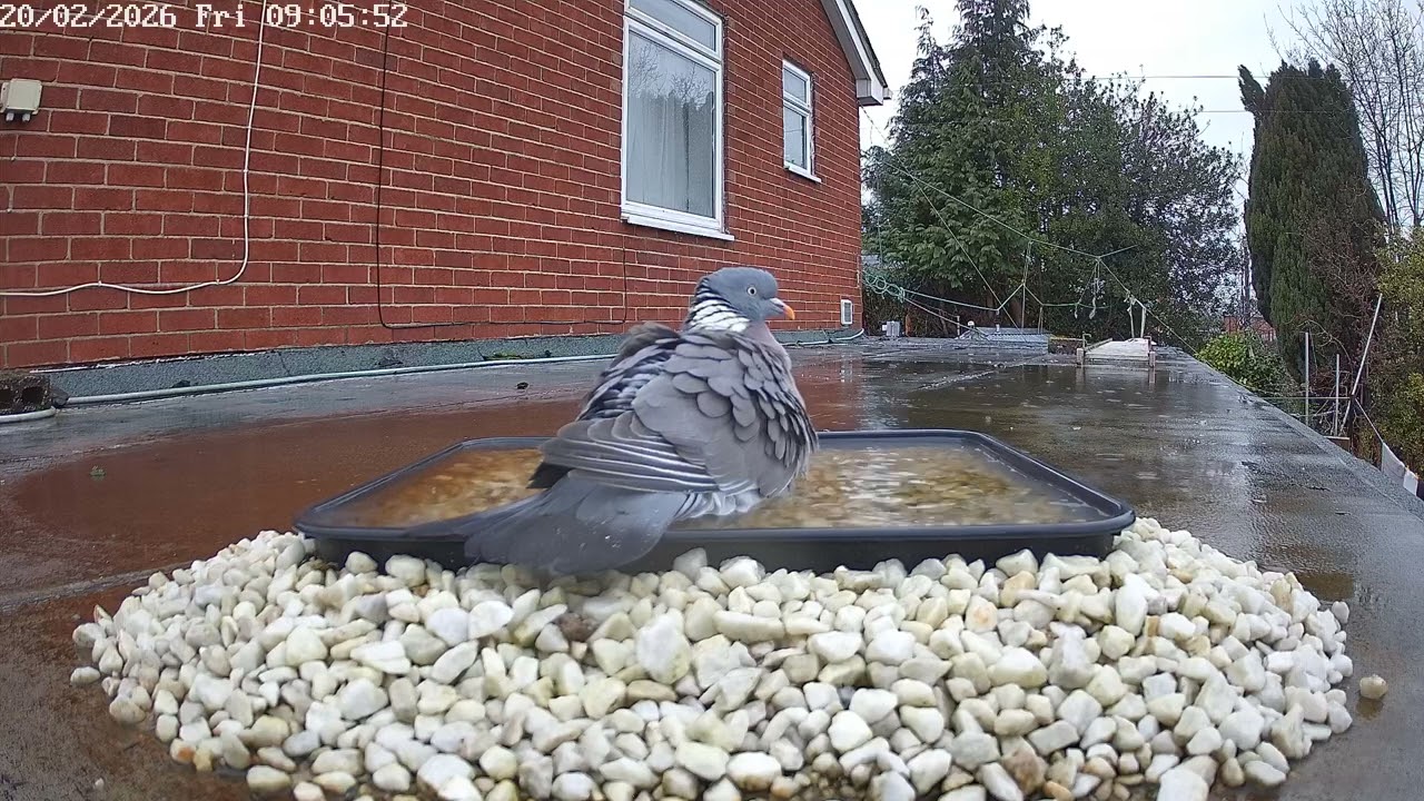 Wood pigeons bathing, 20th February 2026