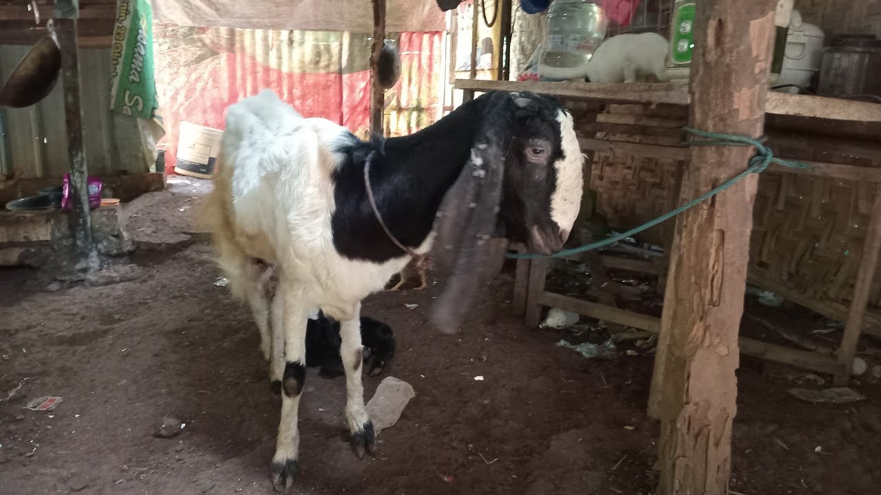 Susu tidak keluar beranak lgi dua ekor @RumahKambing6878 