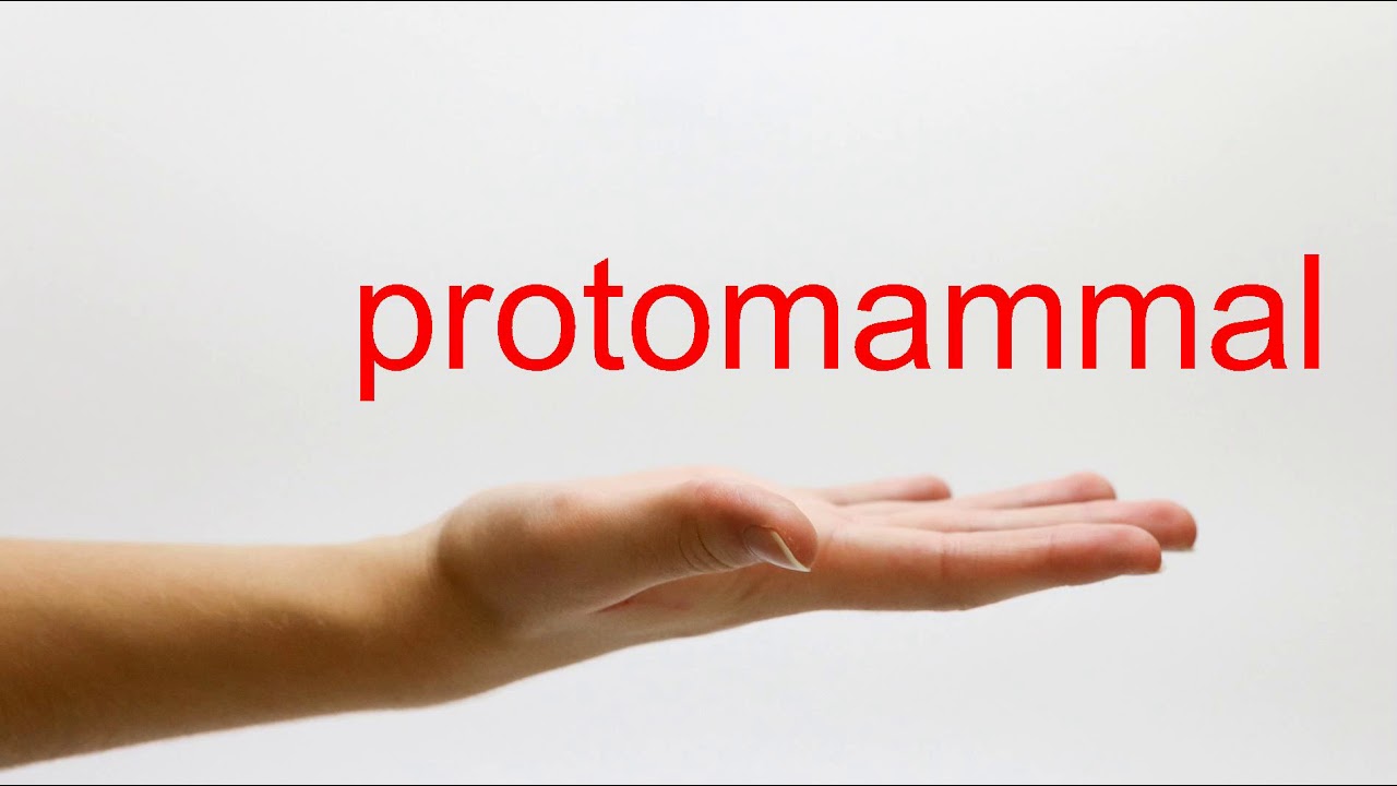How to Pronounce protomammal - American English