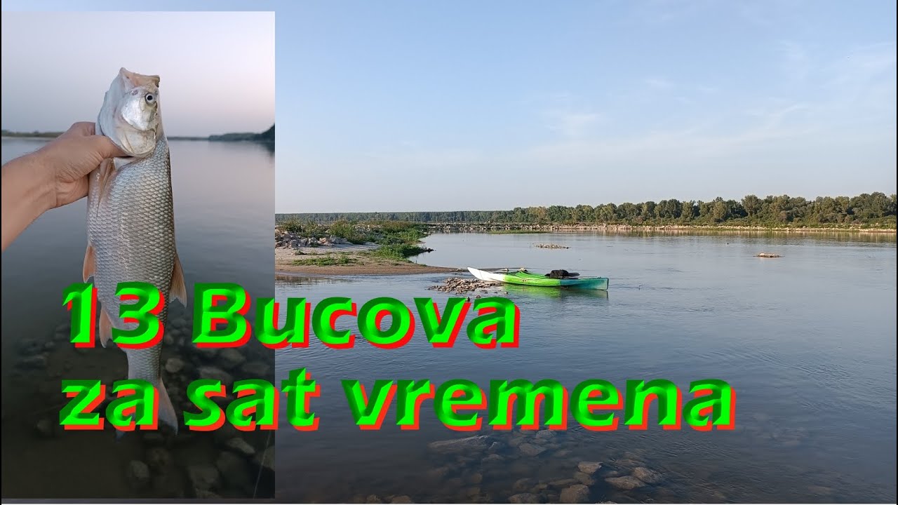 13 Bucova  za sat vremena - pecanje na dunavu - pecanje bucova