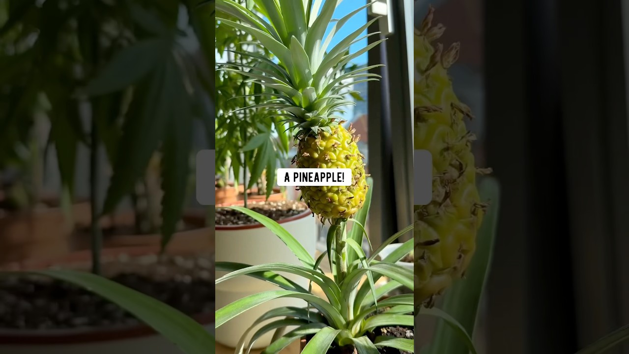 Ananas domowej roboty | kreatywne wyjaśnienie
