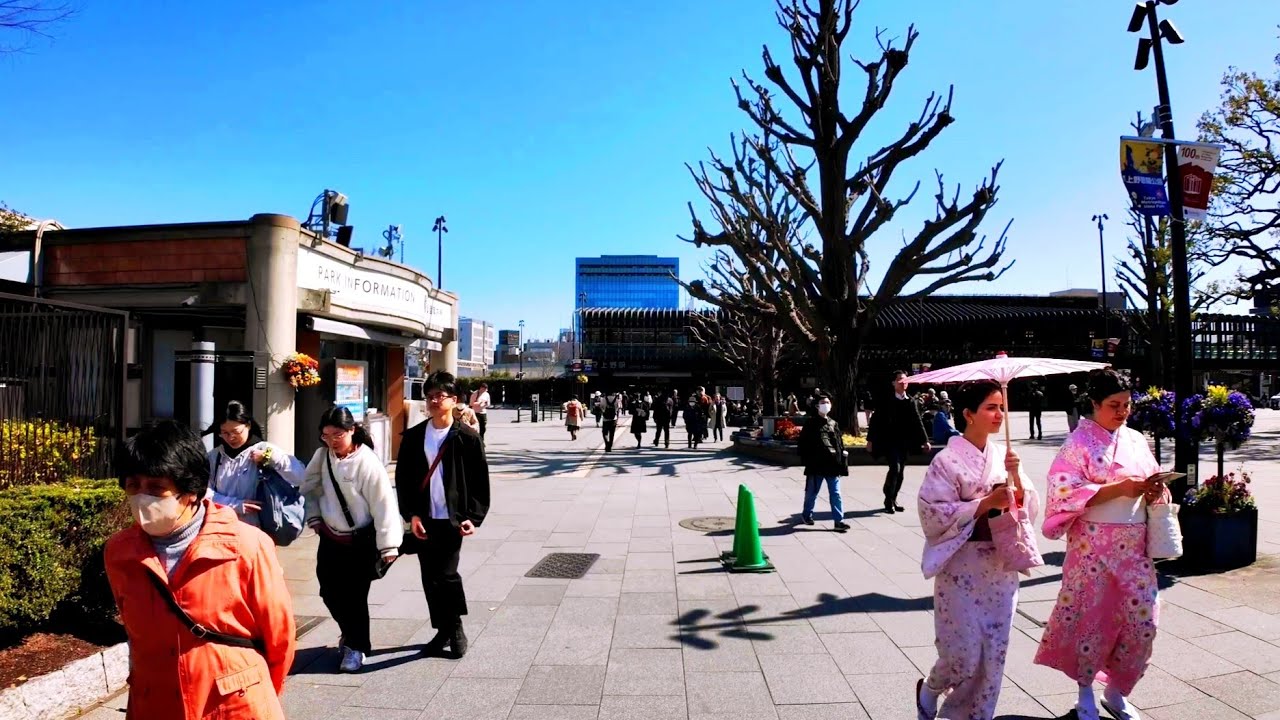 [4K]  Cherry blossom in Tokyo. Walking tour around Ueno Park. Japan. 