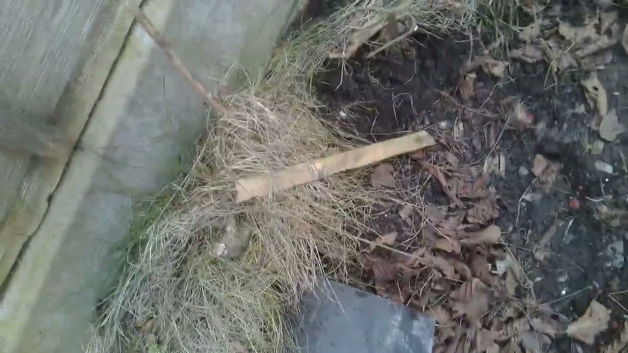 Yesterdays Gardening