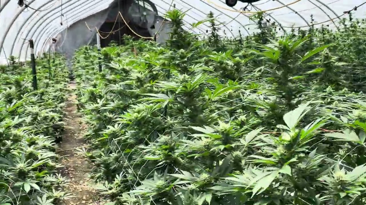 707 Chemdog  at  J' Money's farm.   Oklahoma.