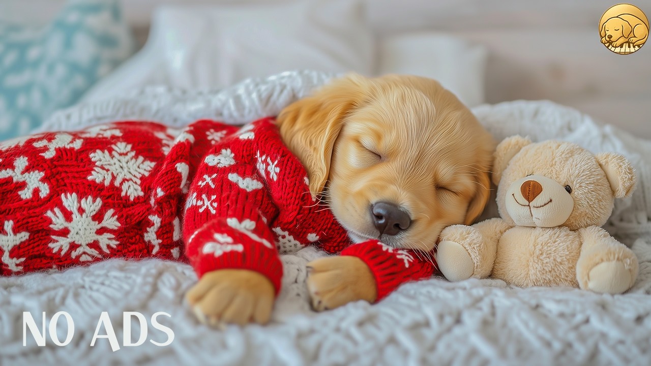 12 HOURS Dog Calming Music 🐶🌸 Tranquil Continuous Sound 🎶 Relax Without Interruption 💤 No Ads