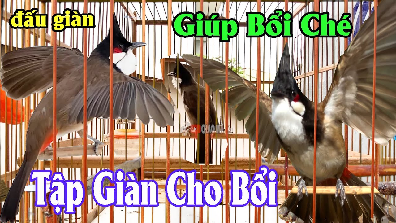 Chào Mào Đấu Giàn Kích Bổi Mới Nổi Căng Lửa Nhanh | Chào Mào Đấu Giàn Tại Nhà