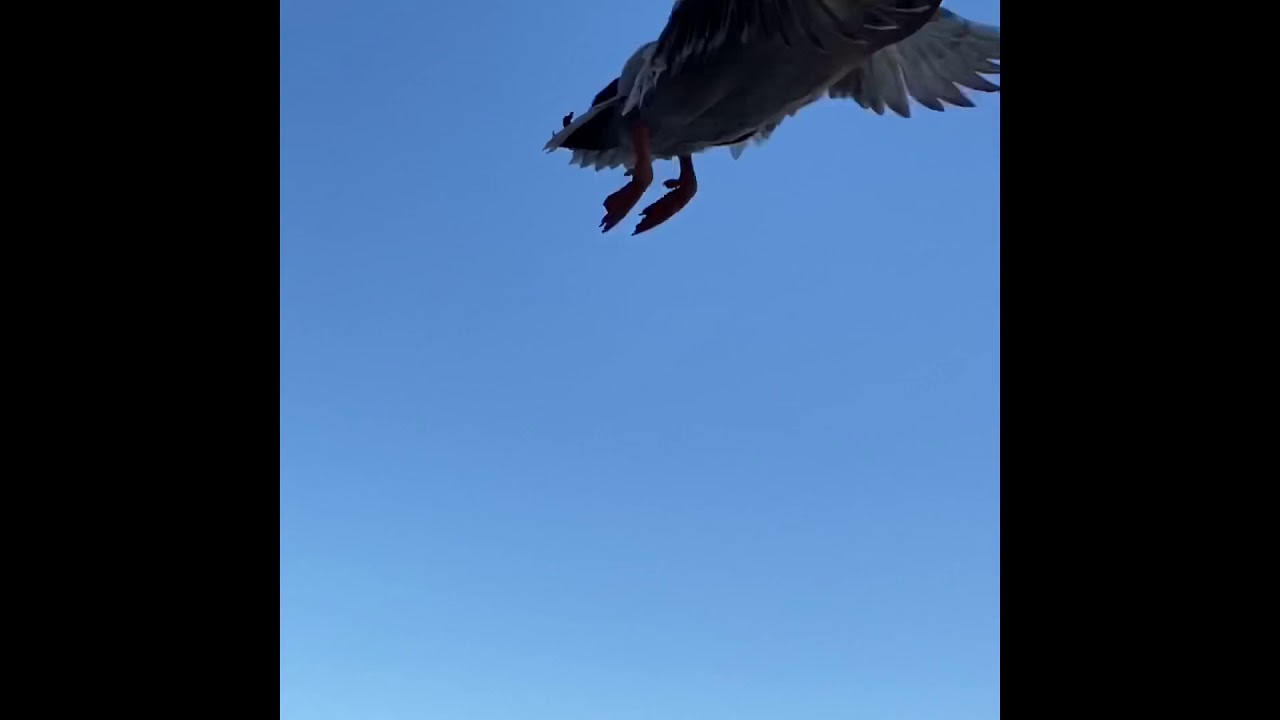 Domestic ducks flying compilation