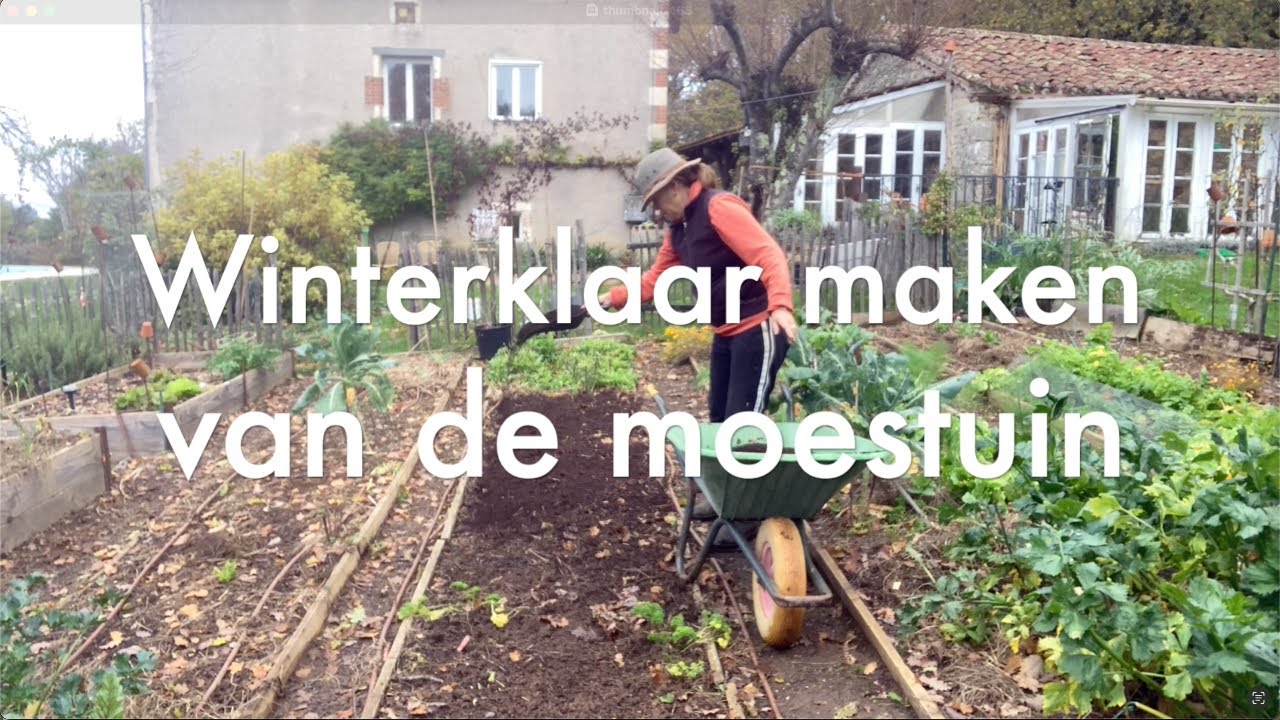 Ini's Moestuin #168 - Eind november: Moestuin winterklaar maken & witlof intafelen.