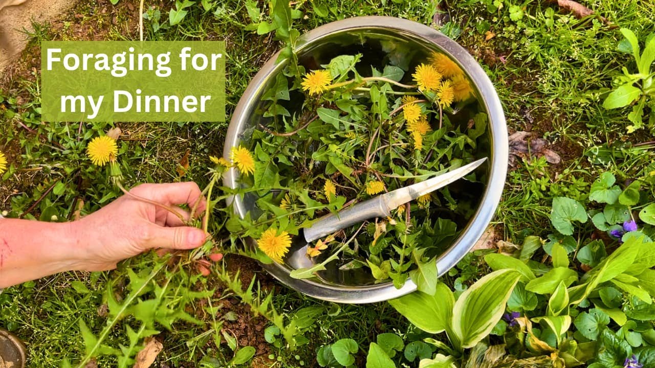Foraging in the Yard for Dinner - Eating Dandelions, Chickweed, Hostas, & Violets