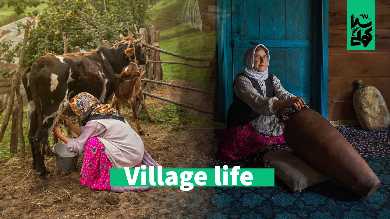 village life in Northern mountains, Livestock in the mountains, organic dairy