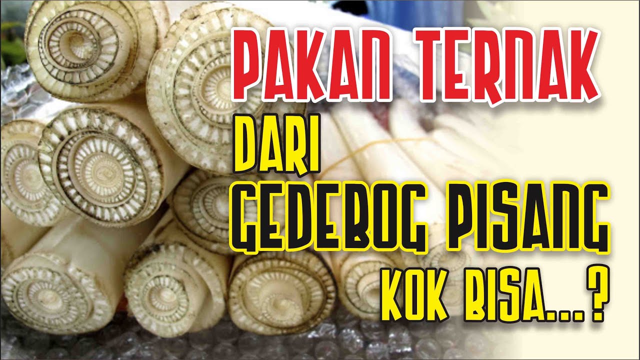 Pakan Ternak dari Gedebog Pisang, Kok Bisa..?