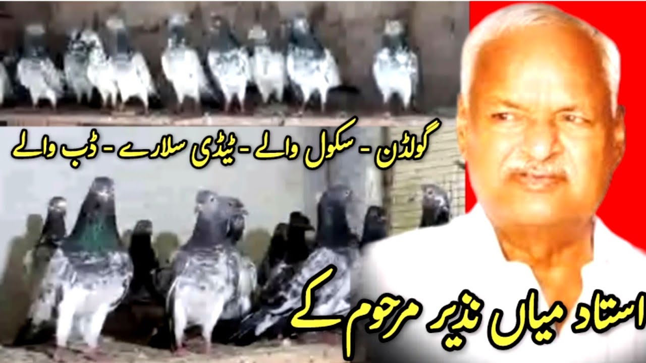 Ustad Mian Nazeer Loft | Mian Nazeer Sab Walay Golden Kabootar | itsyours55