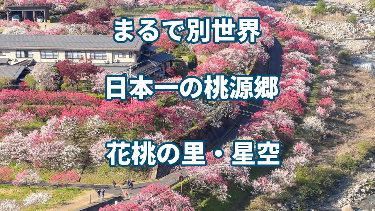 【HDR】2025 日本一の桃源郷「花桃の里」と星空ナイトツアー