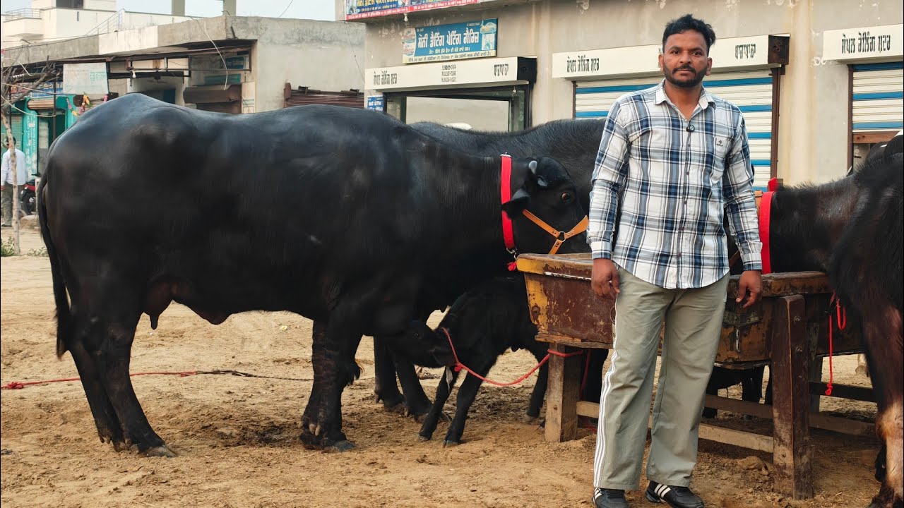 5 Animals for sale, 5 ਪਸ਼ੂ ਵਿਕਾਊ 