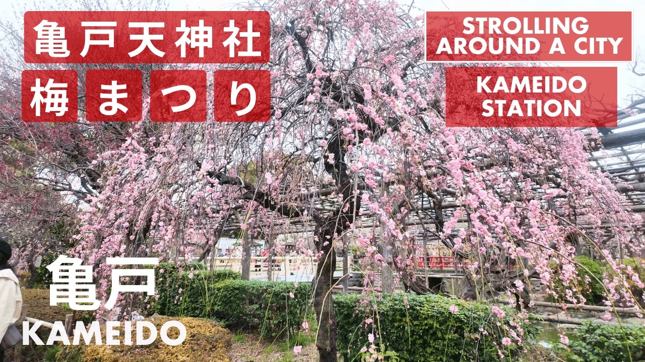 東京の春の訪れ。「亀戸天神 梅まつり」Kameido Tenjin Plum Festival  / 亀戸駅周辺散歩 Stroll around Kameido Station ～東京散歩・街歩き