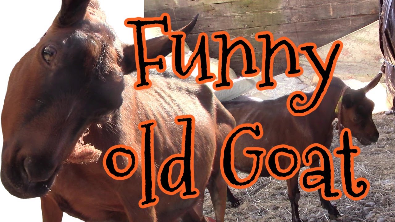 Funny Old Goat - Twinnings