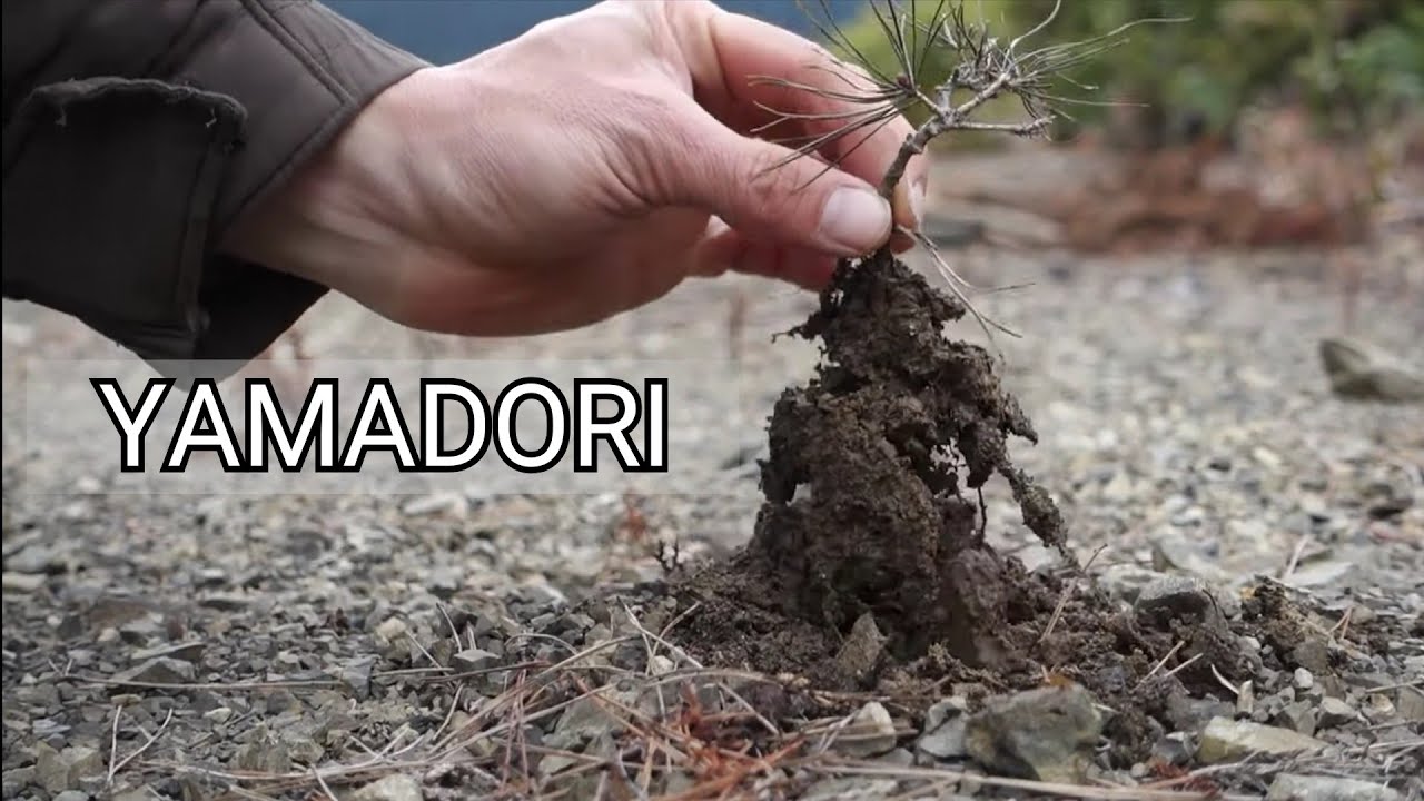 【Bonsai diary】  山採りミニ盆栽（赤松)　♯309