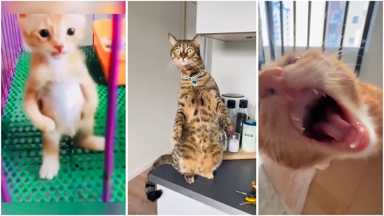 The best funny cat moments 🤣🤣😅