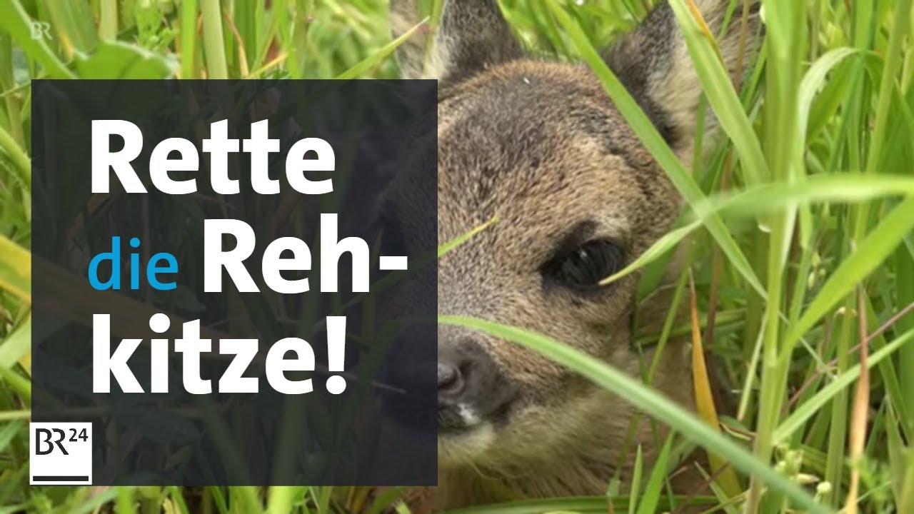 Rette die Rehkitze in der Wiese: Ein Knigge fürs Wiesenmähen | BR24